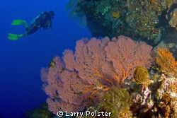 Many colorful sea fans in the Banda Sea. D300-Tokina 10-17 by Larry Polster 